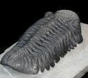 Drotops Trilobite - Top Quality Specimen #39384-2